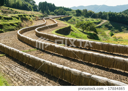 Ogikiba的水稻梯田 17884865