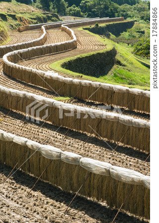Rice terrace in Ogikiba Rice terrace in Ogikiba 17884866