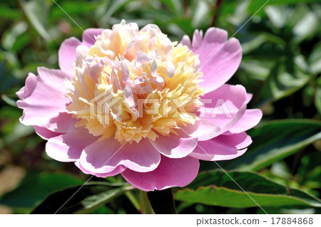 Peony Peony 17884868
