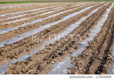 Agriculture, field in spring 17884869