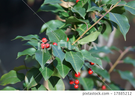 我的名字是Fuyuta Soyogo。 17885212