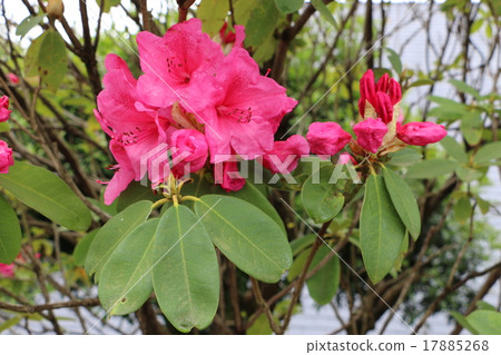 Amagiyama Showa no Ryo Azalea of the Roadside Station "Amagi Toshi" in the Natural Recreational Forest 1 Amagiyama Showa no Ryo Azalea of the Roadside Station "Amagi Toshi" in the Natural Recreational Forest 1 17885268
