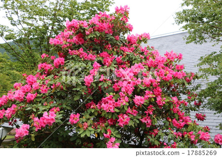 Amagiyama Showa no Ryo Azalea 2 of Road Station "Amagi Toshi" in Natural Recreational Forest 2 Amagiyama Showa no Ryo Azalea 2 of Road Station "Amagi Toshi" in Natural Recreational Forest 2 17885269