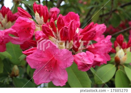 Amagiyama Showa no Ryo杜鵑花3路自然休閒森林路站“Amagi Toshi”3 17885270