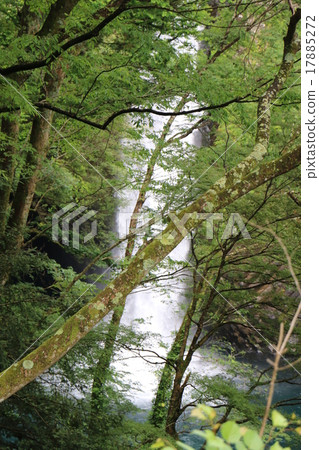 天城旅遊基地令人嘆為觀止的壯麗日本瀑布100選擇Rinnosui瀑布4 17885272