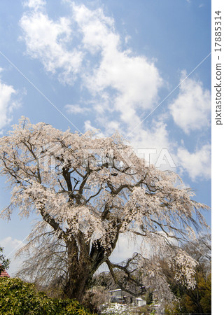 Tenno cherry tree of Yamada 17885314