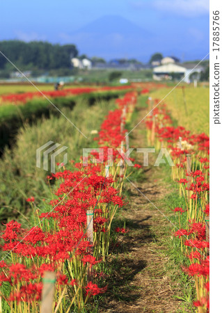 A cluster amaryllis of Fujisawa A cluster amaryllis of Fujisawa 17885766