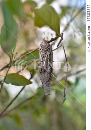 Minor butterfly 17885855