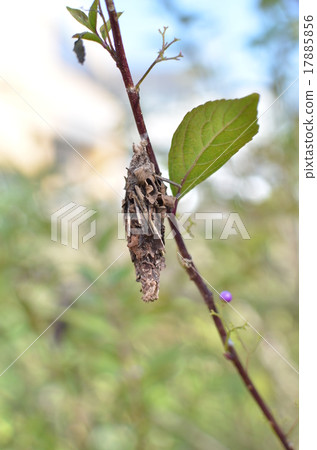 Minor butterfly 17885856