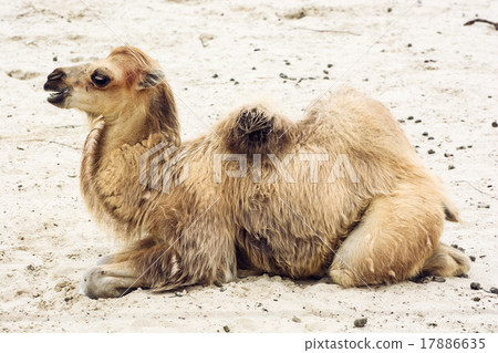 Young bactrian camel 17886635