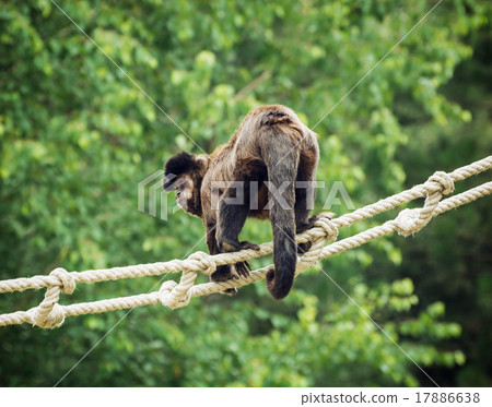 Tufted capuchin (Cebus apella) Tufted capuchin (Cebus apella) 17886638