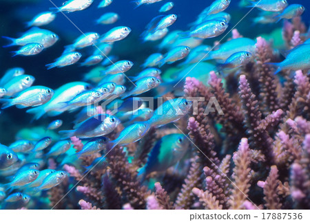 Devasuzumei die 2 17887536