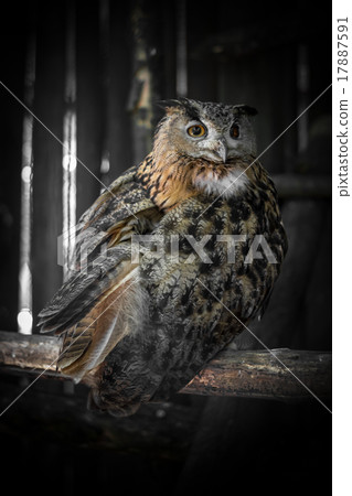 Owl Owl 17887591