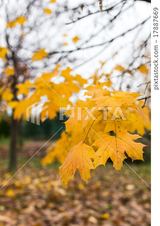 The last leaves The last leaves 17887669