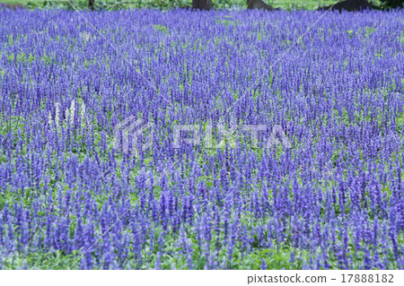 Blue salvia 17888182