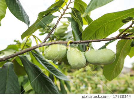 Paw Paw's fruit po poise Paw Paw's fruit po poise 17888344