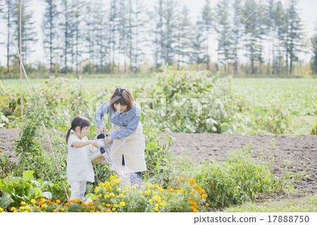 Parent and child gardening 17888750