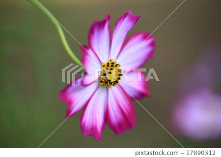 Cosmos ① Cosmos ① 17890312