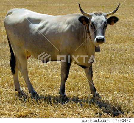 beautiful specimen of podolica cow beautiful specimen of podolica cow 17890487