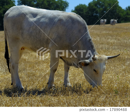 beautiful specimen of podolica cow beautiful specimen of podolica cow 17890488