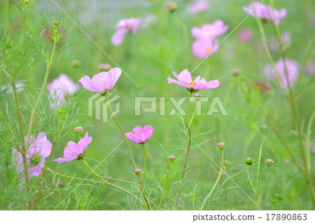  宇宙領域 17890863