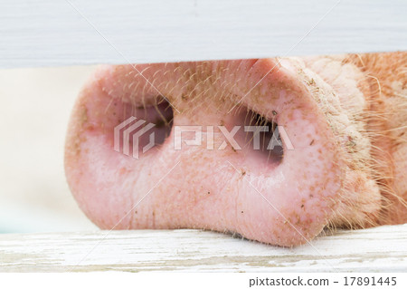 Pig nose 17891445