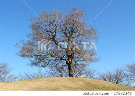 Yokohama suburbs in fine weather Popular duo Yuzu tree 17892347