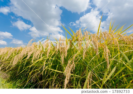 Rice field Rice field 17892733