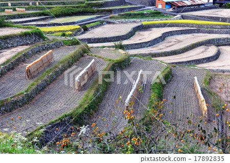Rice terraces 17892835