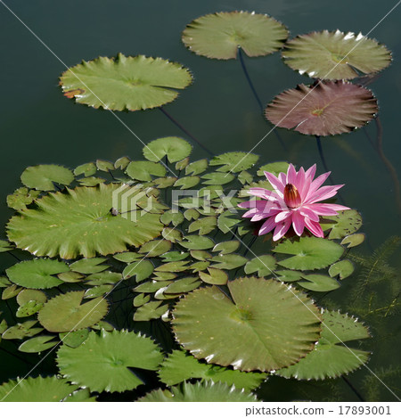 beautiful lotus flower in pond beautiful lotus flower in pond 17893001