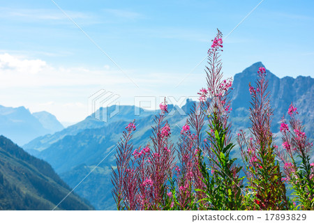 Swiss Apls with wild pink flowers Swiss Apls with wild pink flowers 17893829