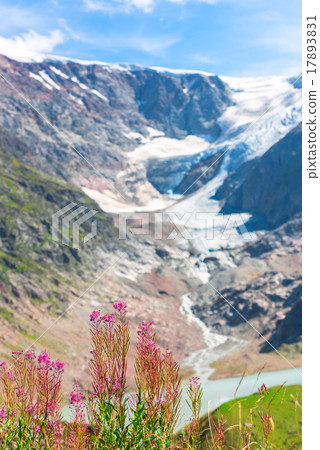 Swiss Apls with wild pink flowers Swiss Apls with wild pink flowers 17893831