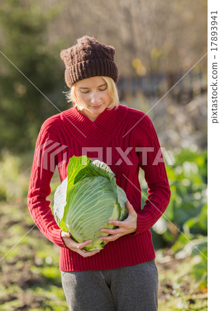 Cabbage harvest 17893941