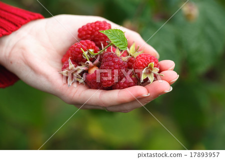 Raspberry picking 17893957