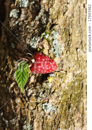 Raspberry picking 17893962
