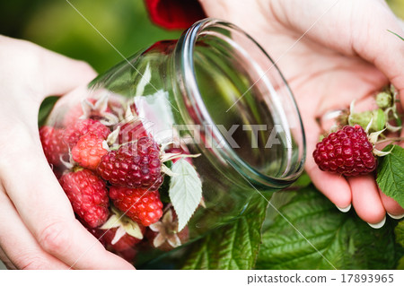 Raspberry picking 17893965