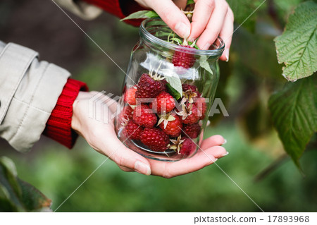 Raspberry picking Raspberry picking 17893968