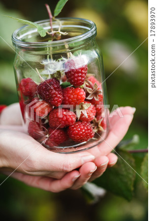 Raspberry picking 17893970