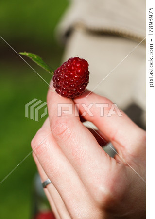 Raspberry picking 17893975