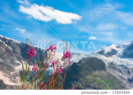 Swiss Apls with wild pink flowers 17893984