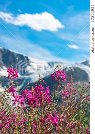 Swiss Apls with wild pink flowers Swiss Apls with wild pink flowers 17893985