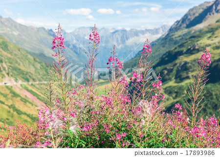 Swiss Apls with wild pink flowers Swiss Apls with wild pink flowers 17893986