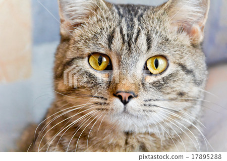 Cat portrait with yellow eyes Cat portrait with yellow eyes 17895288