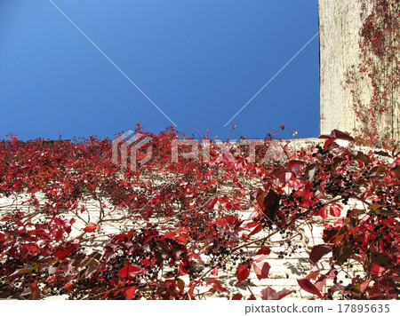 grape Virginia (Parthenocissus quinquefolia) grape Virginia (Parthenocissus quinquefolia) 17895635