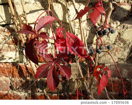 grape Virginia (Parthenocissus quinquefolia) grape Virginia (Parthenocissus quinquefolia) 17895636