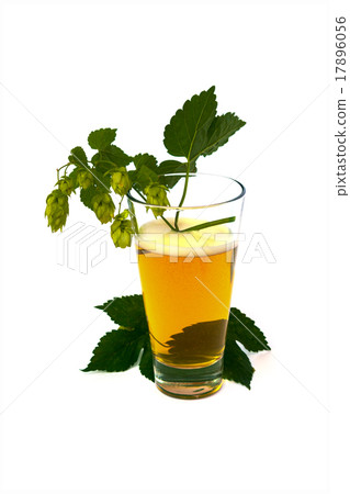 Beer with hops isolated on white background Beer with hops isolated on white background 17896056