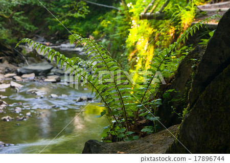 Beautyful leaf of fern (Cyathea lepifera) Beautyful leaf of fern (Cyathea lepifera) 17896744