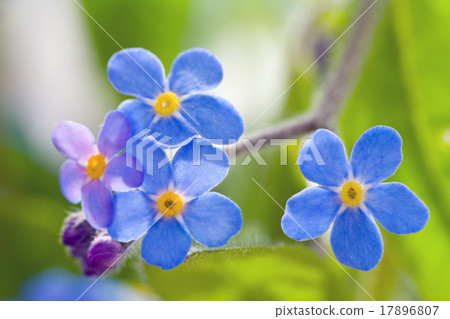 Forget me not Forget me not 17896807