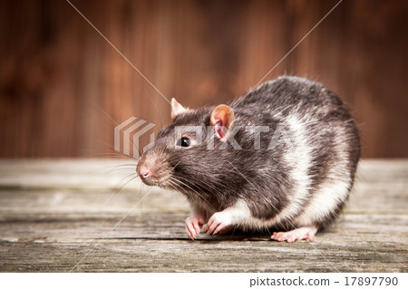 Pet rat Pet rat 17897790