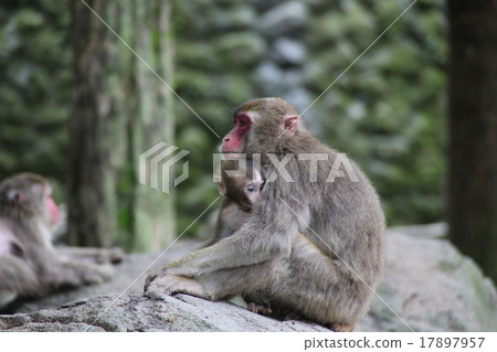 Amanophile _ Japanese monkey ‗ Takasakiyama 17897957